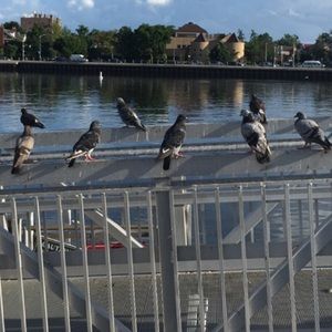 Meet your Posher, Elena